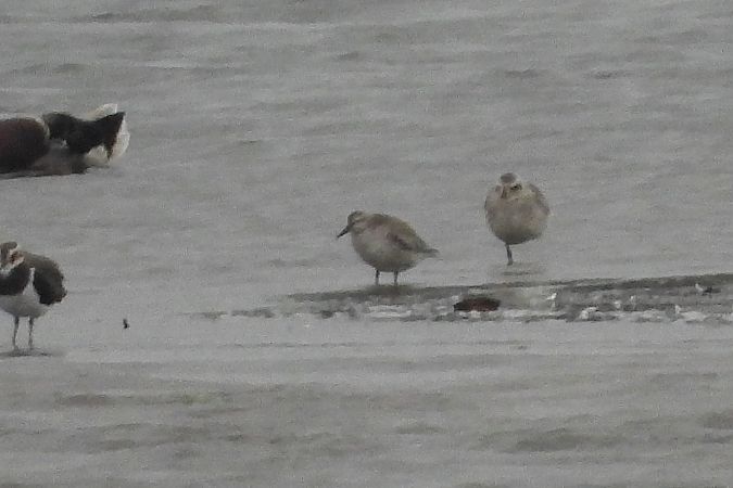 Bécasseau maubèche  - Justyna Krawczyk