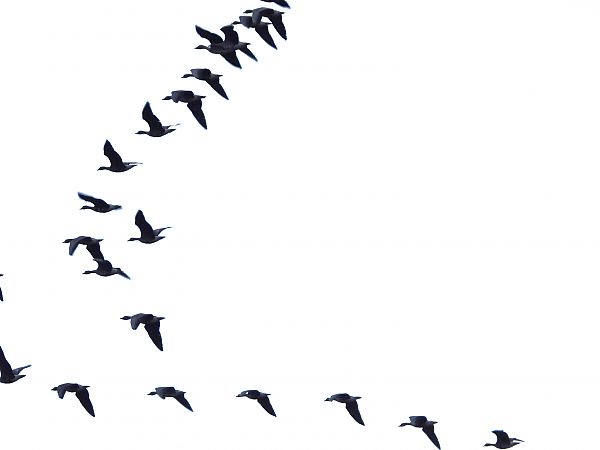 Oie rieuse, de la taiga ou de la toundra  - Justyna Krawczyk