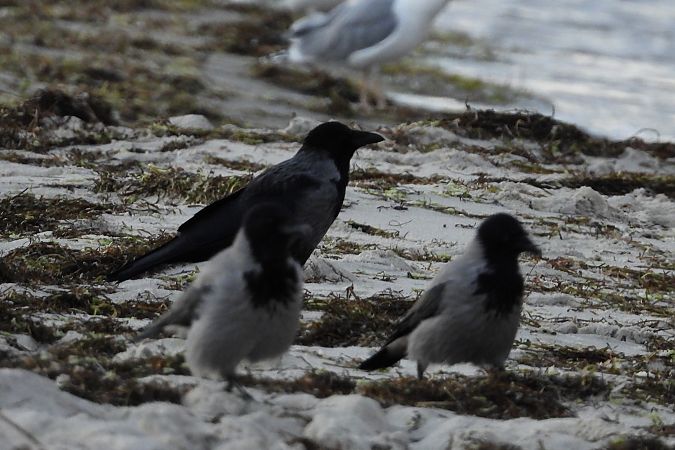 czarnowron x wrona siwa  - Justyna Krawczyk