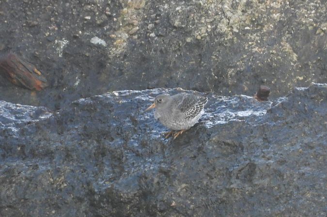 biegus morski  - Justyna Krawczyk