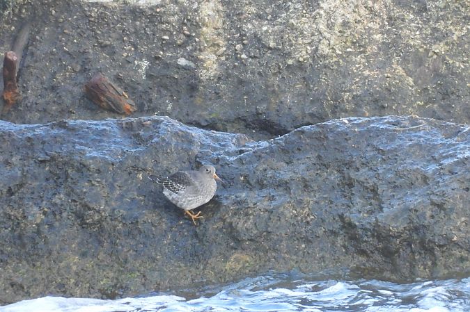 biegus morski  - Justyna Krawczyk