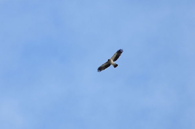 orzełek  - Justyna Krawczyk