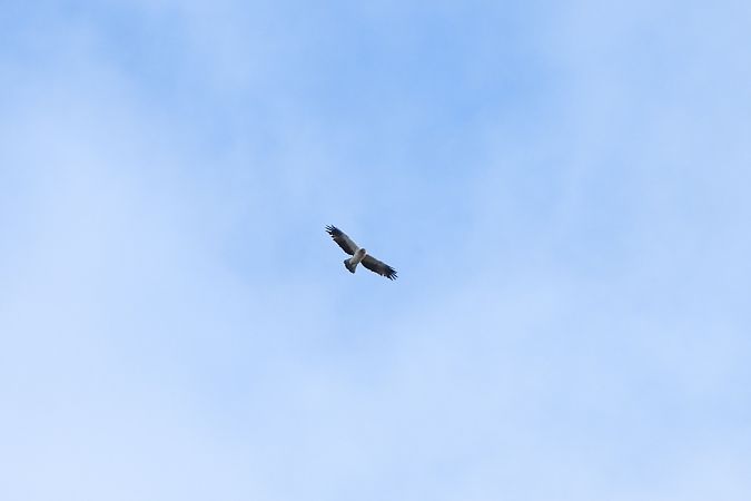 Zwergadler  - Justyna Krawczyk