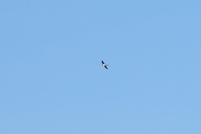 dymówka  - Justyna Krawczyk