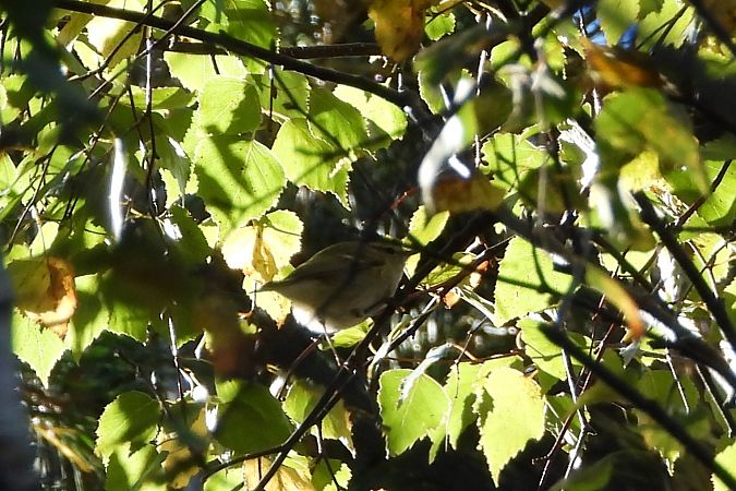 świstunka ałtajska  - Justyna Krawczyk