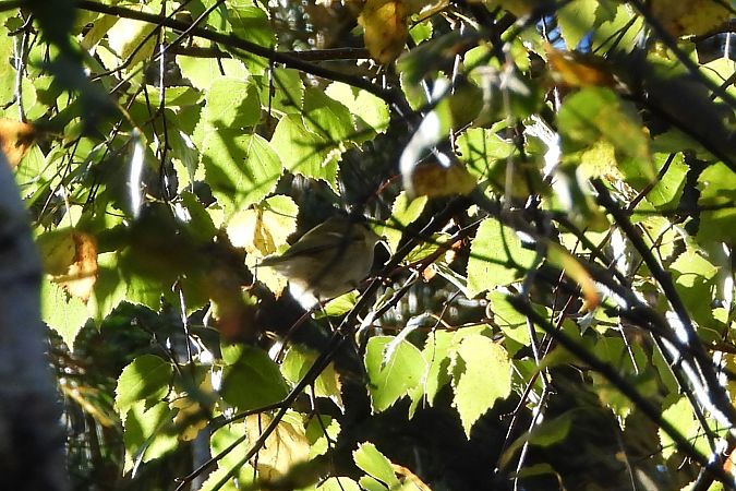 Pouillot de Hume  - Justyna Krawczyk