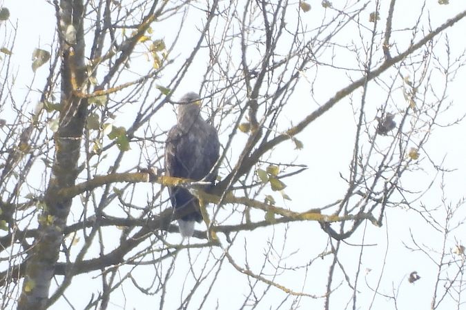 bielik  - Justyna Krawczyk