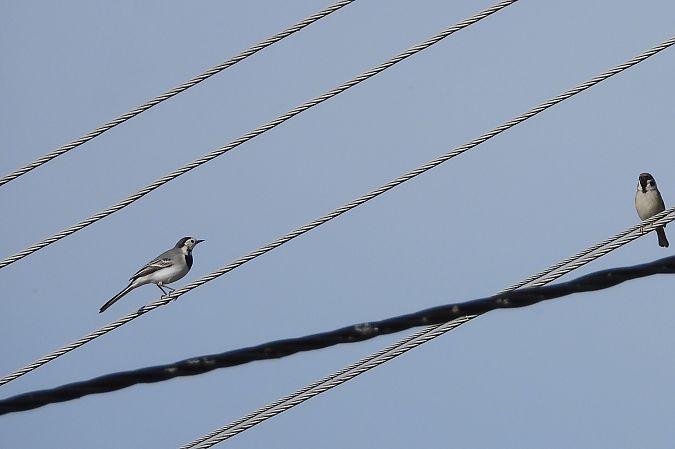 pliszka siwa  - Justyna Krawczyk