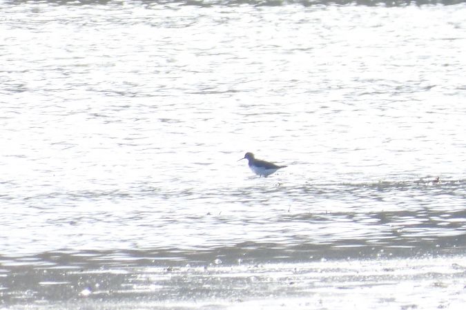 samotnik  - Justyna Krawczyk