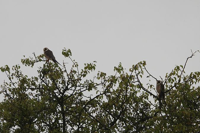 kobczyk  - Justyna Krawczyk