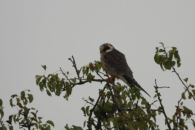 kobczyk  - Justyna Krawczyk