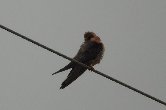 Rotfussfalke  - Justyna Krawczyk