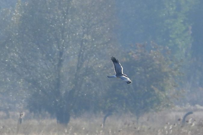 błotniak zbożowy  - Justyna Krawczyk