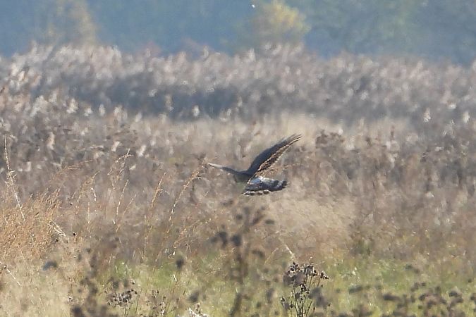Busard Saint-Martin  - Justyna Krawczyk