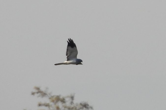 Kornweihe  - Justyna Krawczyk