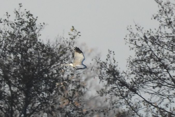 Kornweihe  - Justyna Krawczyk