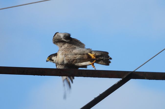 sokół wędrowny  - Justyna Krawczyk