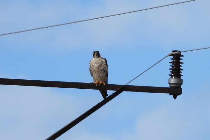 Faucon pèlerin  - Justyna Krawczyk