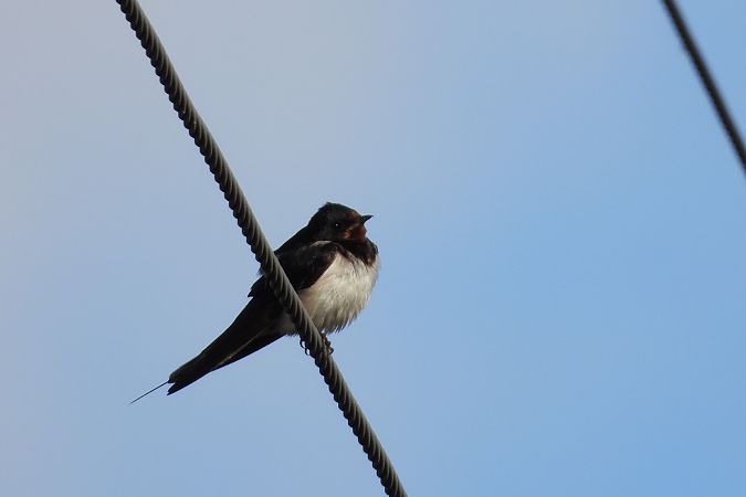 dymówka  - Justyna Krawczyk