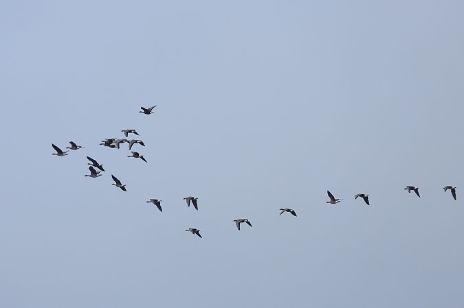 gęś białoczelna  - Justyna Krawczyk