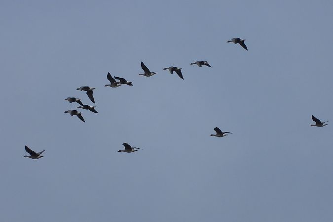 Oie rieuse  - Justyna Krawczyk