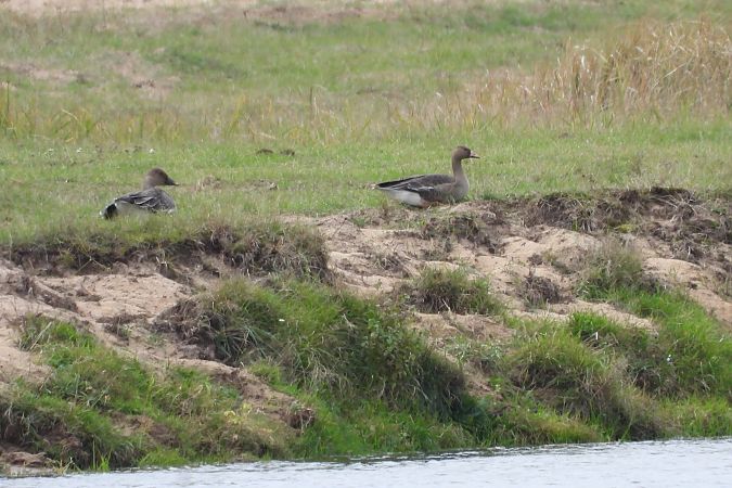 gęś tundrowa  - Justyna Krawczyk