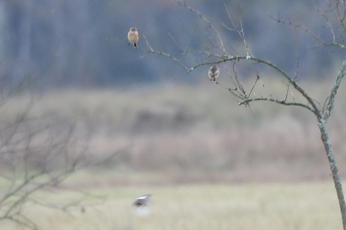 kląskawka  - Justyna Krawczyk