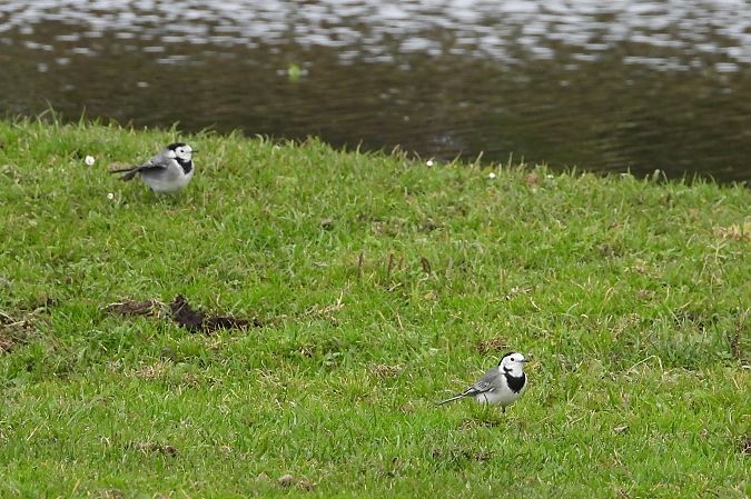 pliszka siwa  - Justyna Krawczyk
