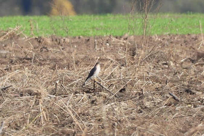 krogulec  - Justyna Krawczyk