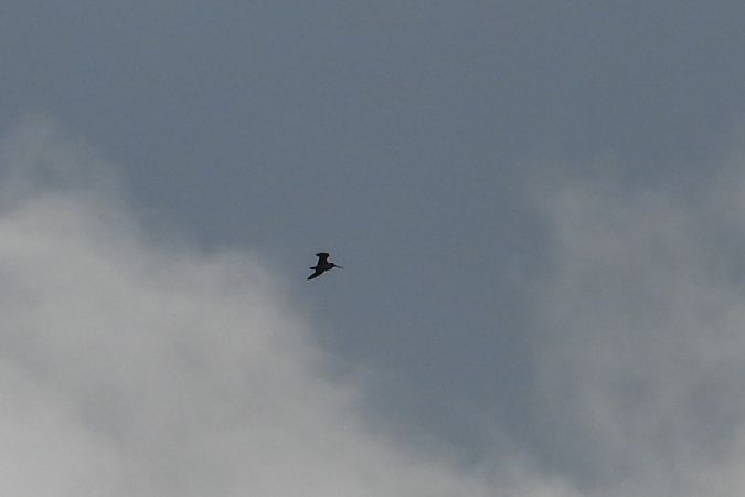 kszyk  - Justyna Krawczyk