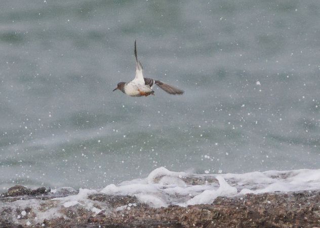 biegus morski  - Dawid Kowalski