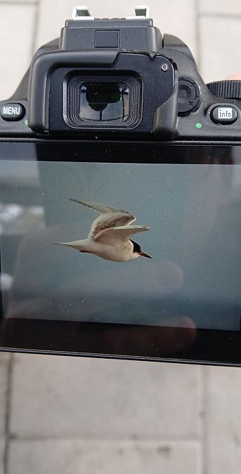 rybitwa popielata  - Dawid Kowalski