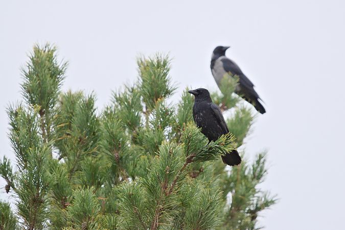 Rabenkrähe  - Dawid Kowalski