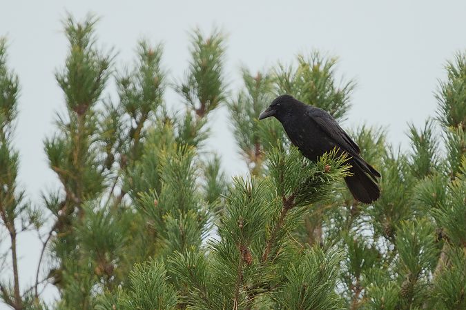 Corneille noire  - Dawid Kowalski