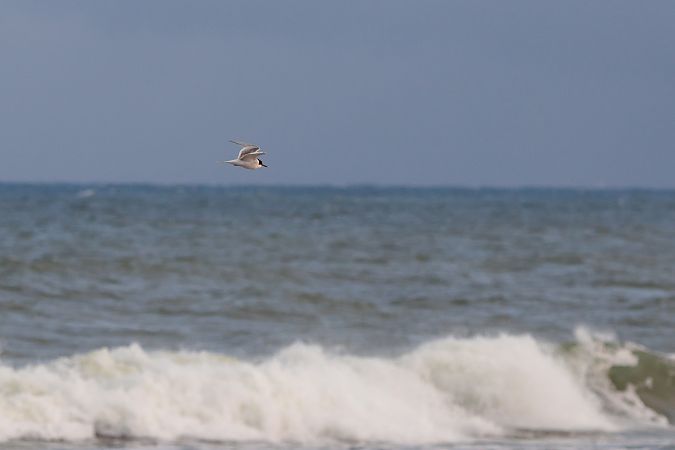 Sterne arctique  - Dawid Kowalski