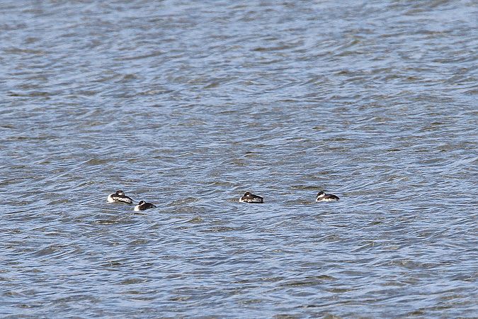 perkoz rogaty  - Gustaw Schneider