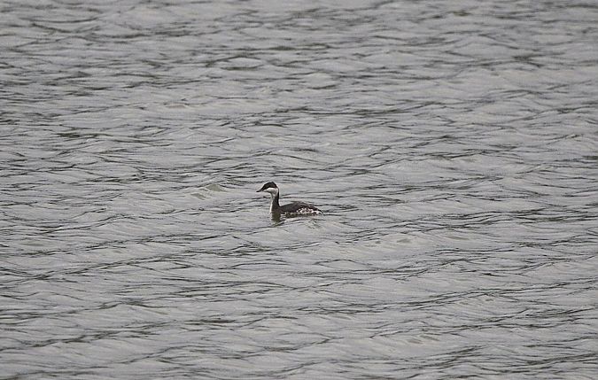 Ohrentaucher  - Marcin Kuźma