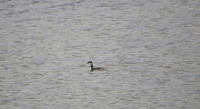 Grèbe esclavon  - Marcin Kuźma