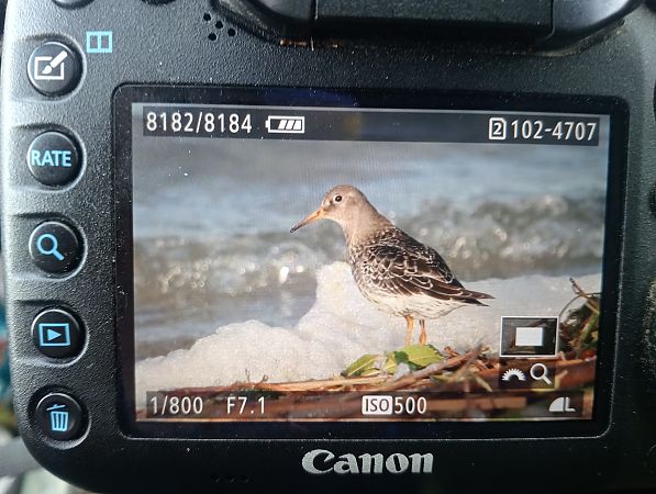 biegus morski  - Marcin Kuźma