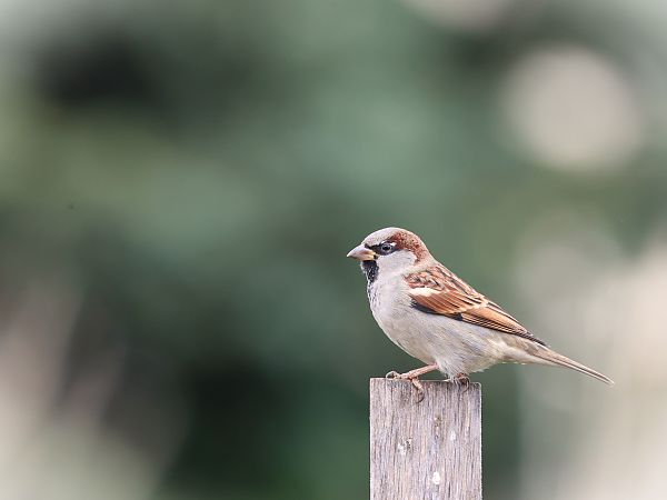 wróbel  - Olaf Sobota