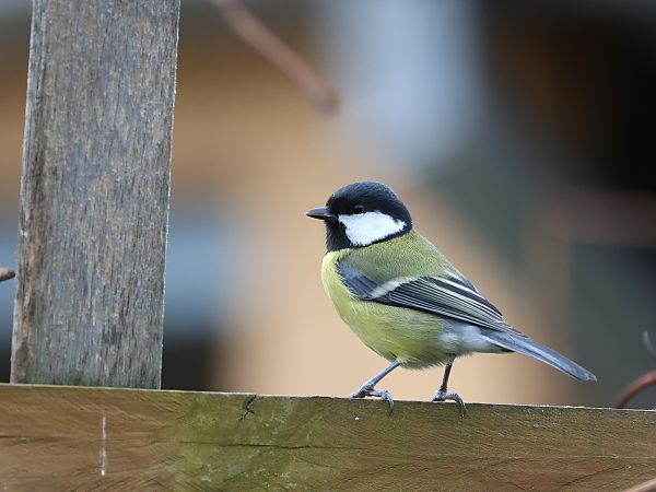 bogatka  - Olaf Sobota