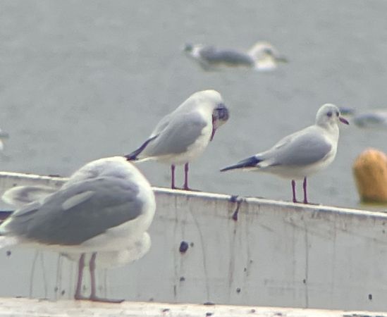 Hybride Mouette mélanocéphale x rieuse  - Krzysztof Lis