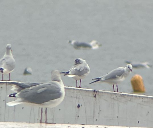 Hybride Mouette mélanocéphale x rieuse  - Krzysztof Lis