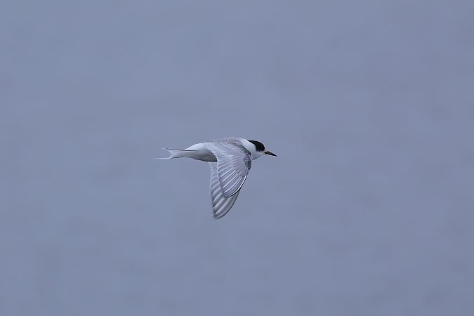 Sterne arctique  - Bernard Stachurski