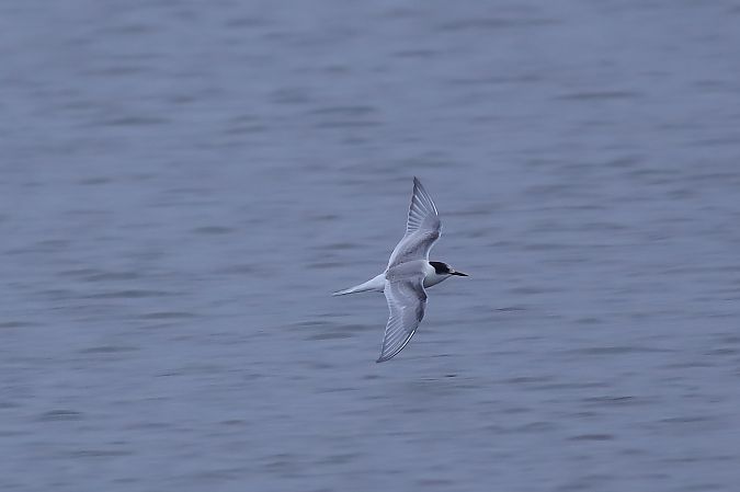 rybitwa popielata  - Bernard Stachurski
