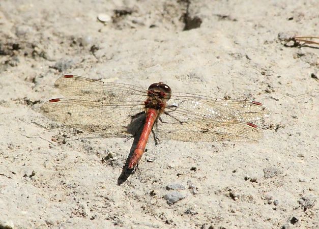 szablak późny  - Rafał Walczybok
