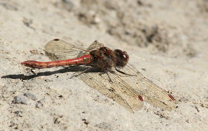 Sympétrum strié  - Rafał Walczybok