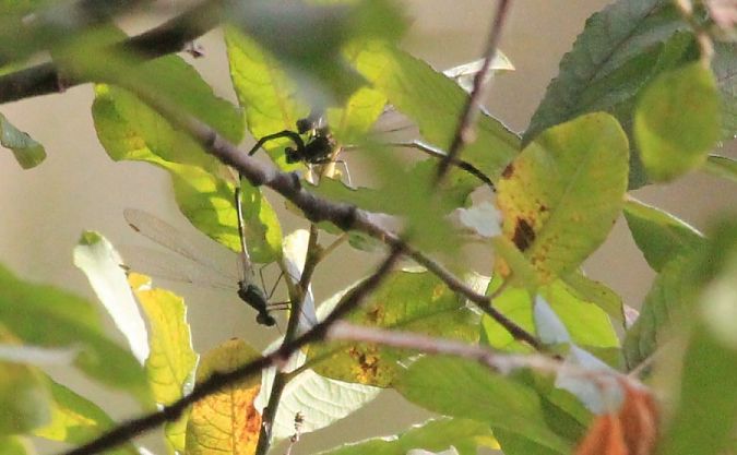 pałątka zielona  - Rafał Walczybok