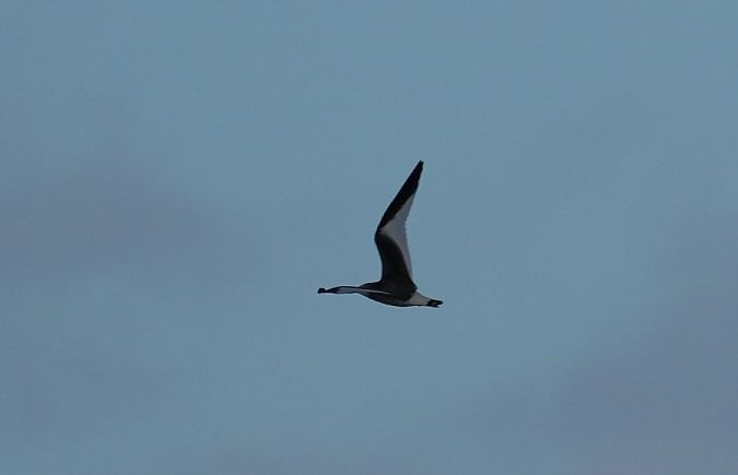 Mouette de Sabine  - Rafał Walczybok