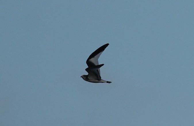 Mouette de Sabine  - Rafał Walczybok